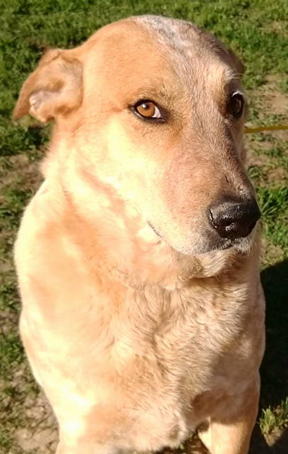 Lab and best sale red heeler mix