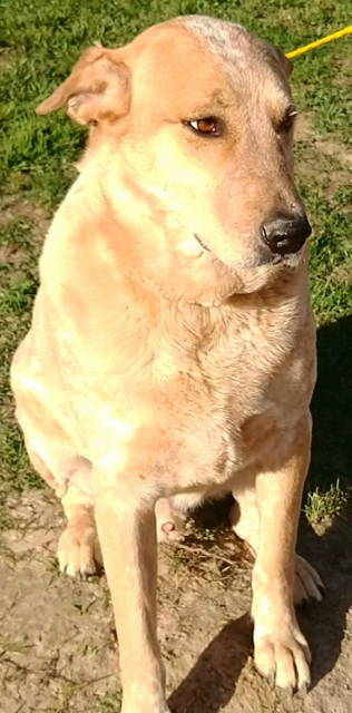 Brody, an adoptable Australian Cattle Dog / Blue Heeler in Frankston, TX, 75763 | Photo Image 3