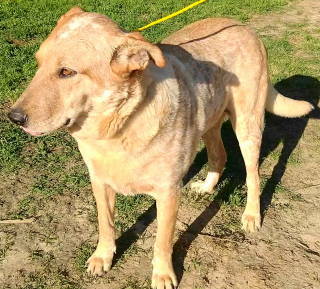 Brody, an adoptable Australian Cattle Dog / Blue Heeler in Frankston, TX, 75763 | Photo Image 4
