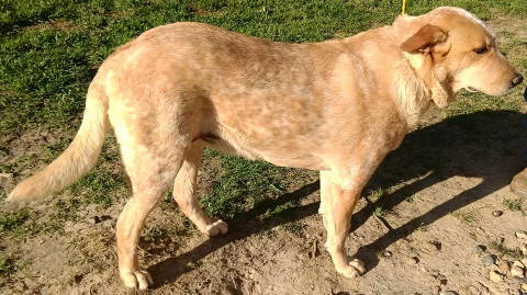 Brody, an adoptable Australian Cattle Dog / Blue Heeler in Frankston, TX, 75763 | Photo Image 5
