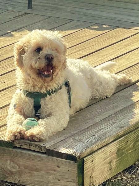 Clover (Buddy), an adoptable Cocker Spaniel, Shih Tzu in Freeport, NY, 11520 | Photo Image 4