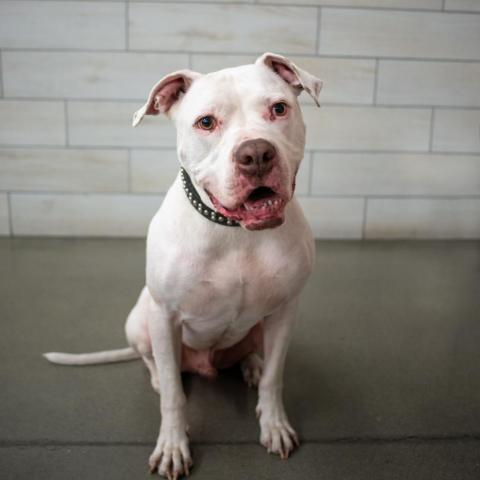 Pacino, an adoptable Pit Bull Terrier in West Jordan, UT, 84084 | Photo Image 1