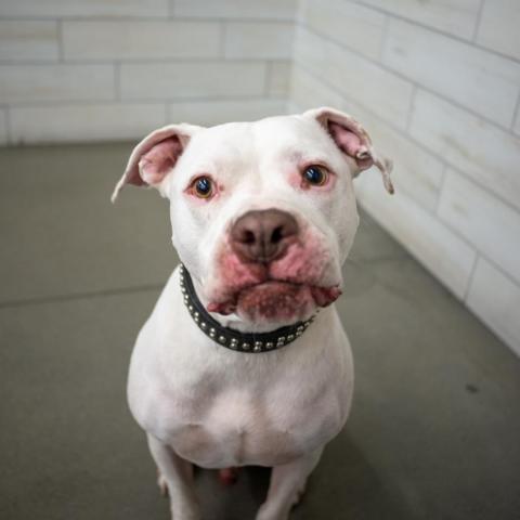 Pacino, an adoptable Pit Bull Terrier in West Jordan, UT, 84084 | Photo Image 2