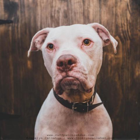 Pacino, an adoptable Pit Bull Terrier in West Jordan, UT, 84084 | Photo Image 2