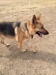 Petfinder store german shepherd