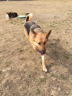 Sophia, an adoptable German Shepherd Dog in Round Rock, TX, 78664 | Photo Image 2