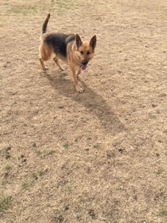 Sophia, an adoptable German Shepherd Dog in Round Rock, TX, 78664 | Photo Image 3