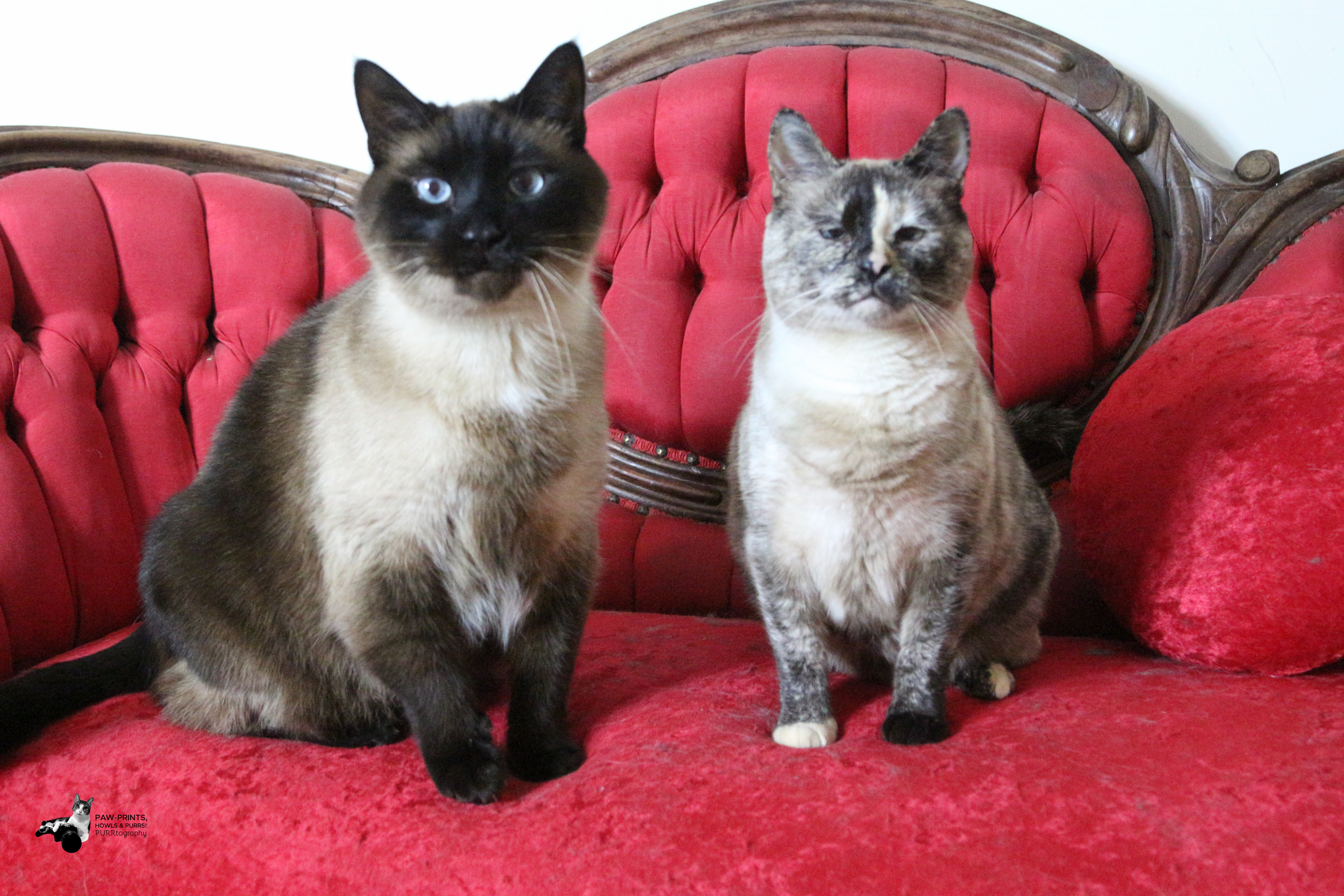 Cat for adoption - Casey & Calliope! A Siamese Bonded Pair ...