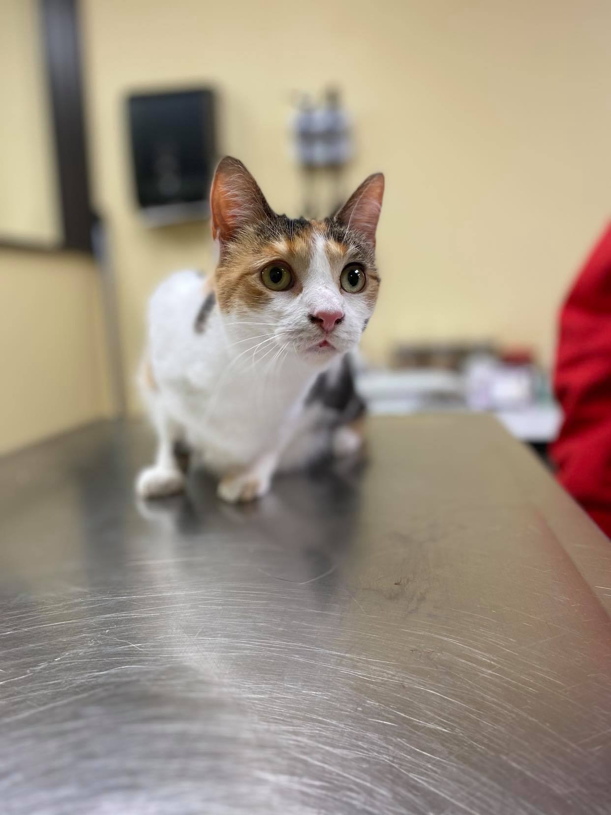 Olivia, an adoptable Calico in Burton, MI, 48509 | Photo Image 1