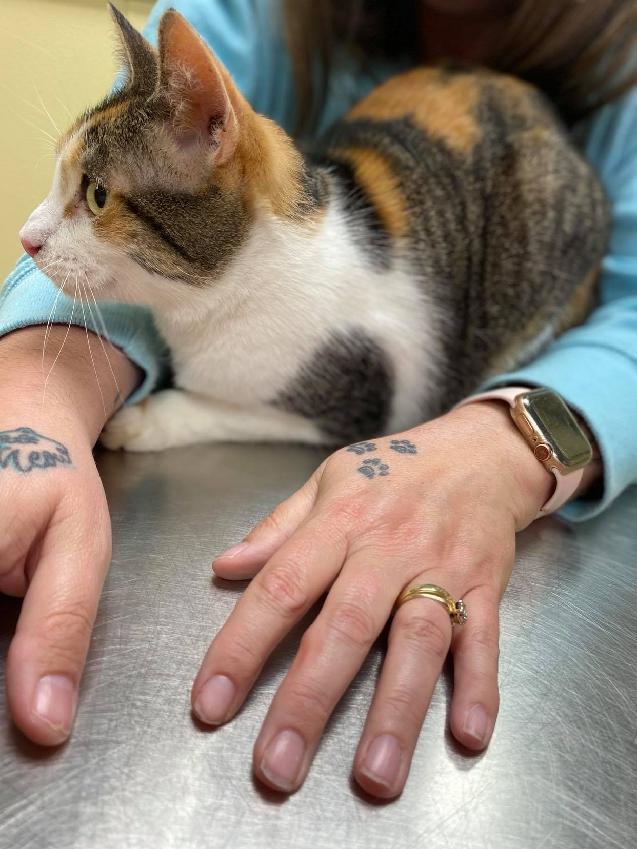 Olivia, an adoptable Calico in Burton, MI, 48509 | Photo Image 2