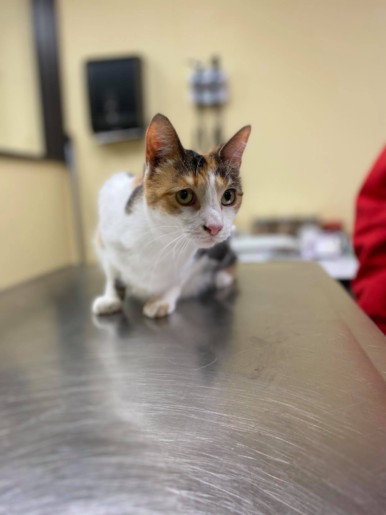 Olivia, an adoptable Calico in Burton, MI, 48509 | Photo Image 4