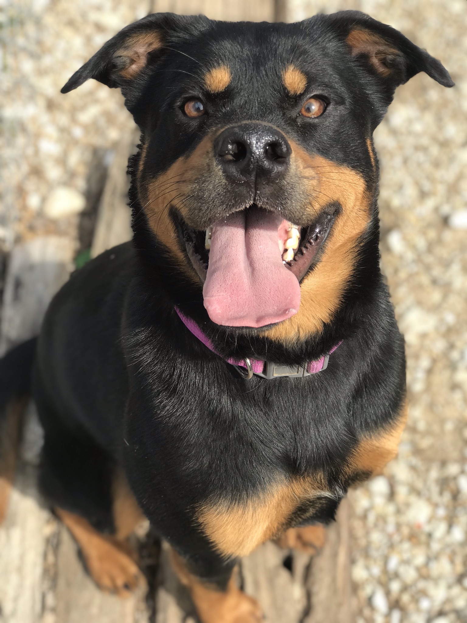 Lucy, an adoptable Australian Cattle Dog / Blue Heeler, American Staffordshire Terrier in Centralia, IL, 62801 | Photo Image 2