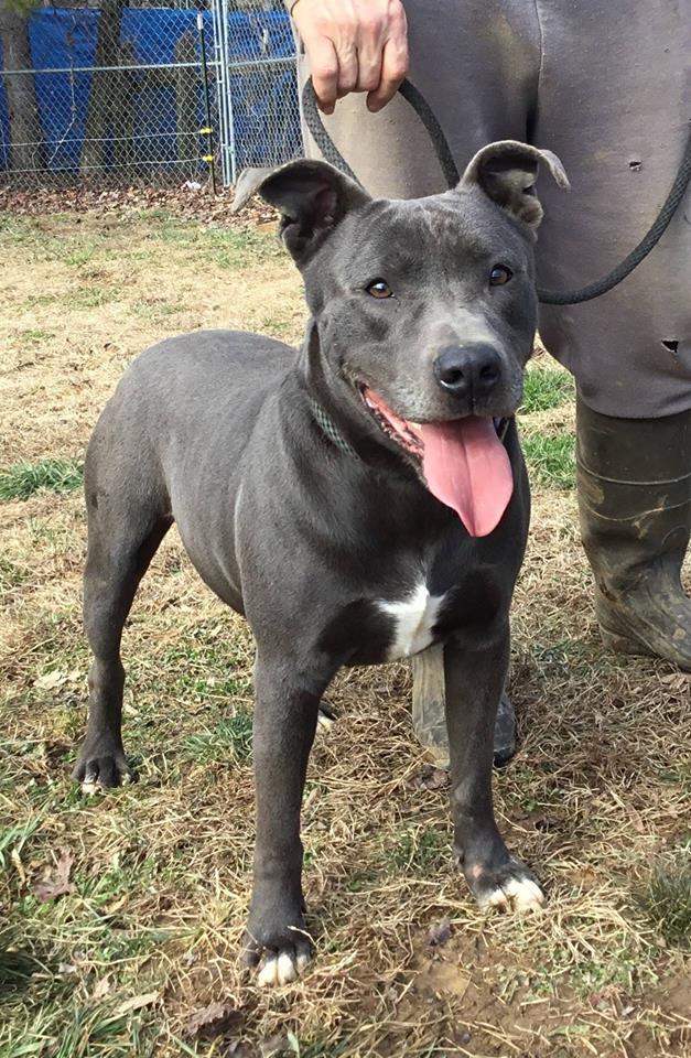Grayson Looking For A Foster In Buffalo detail page