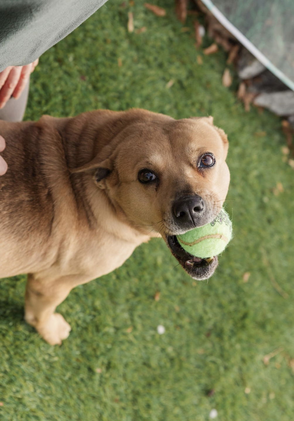 Crosby, an adoptable Labrador Retriever in Mooresville, NC, 28117 | Photo Image 1