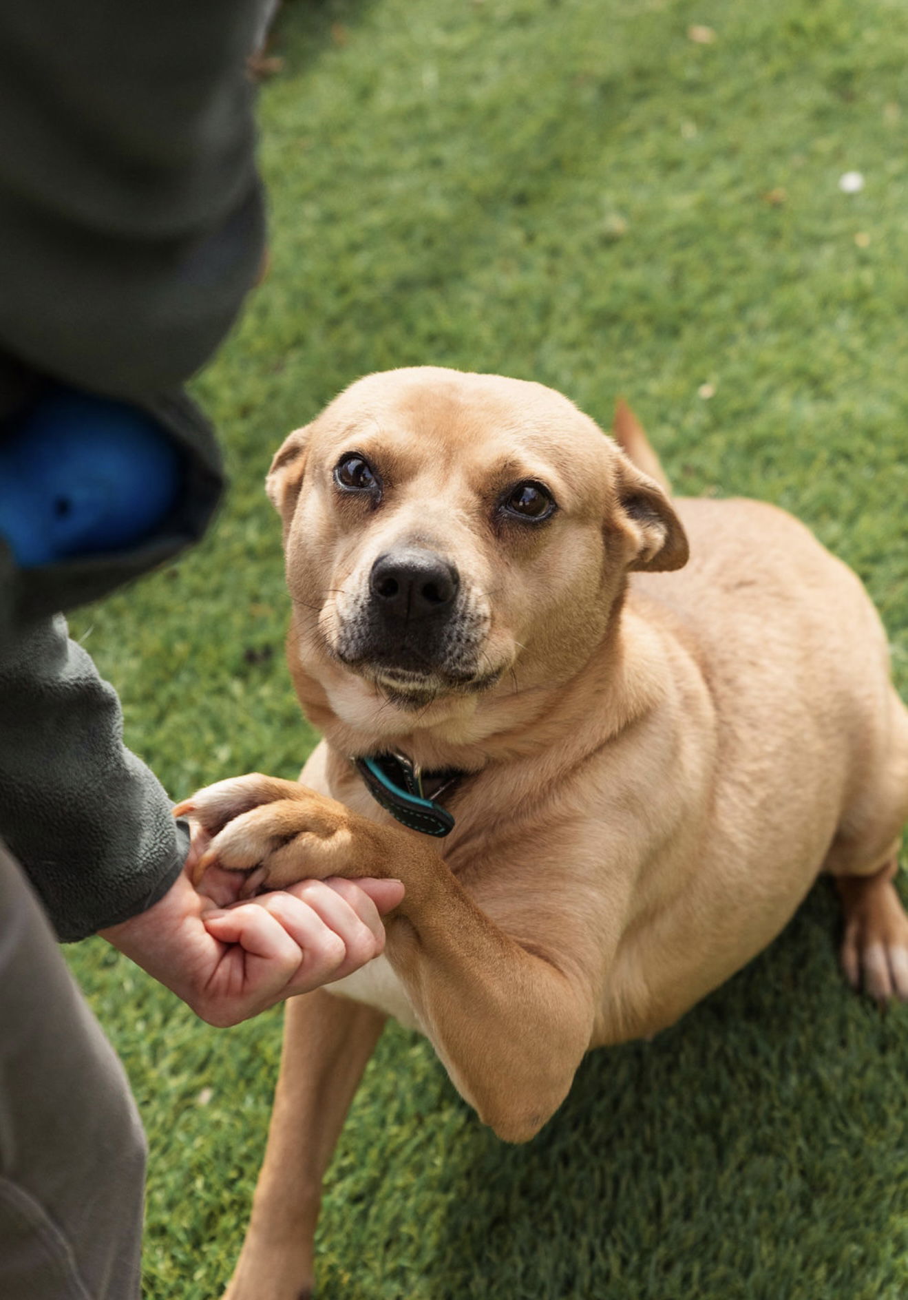 Crosby, an adoptable Labrador Retriever in Mooresville, NC, 28117 | Photo Image 2