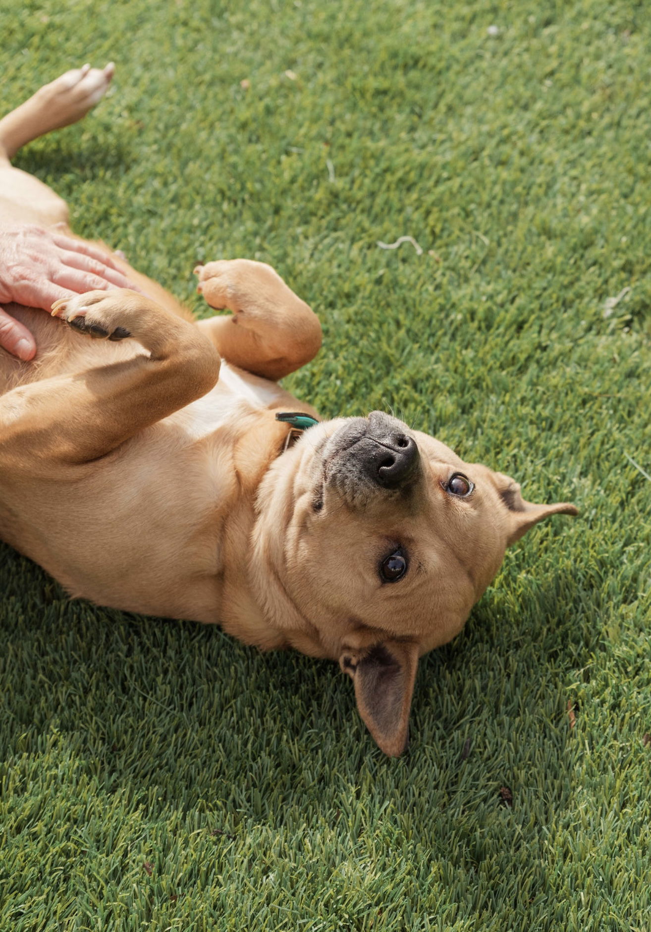 Crosby, an adoptable Labrador Retriever in Mooresville, NC, 28117 | Photo Image 3