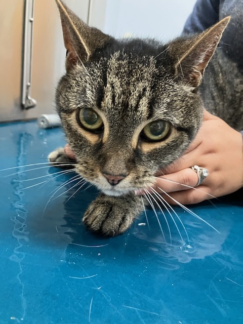 Elmo, an adoptable Tabby in North Haledon, NJ, 07508 | Photo Image 6