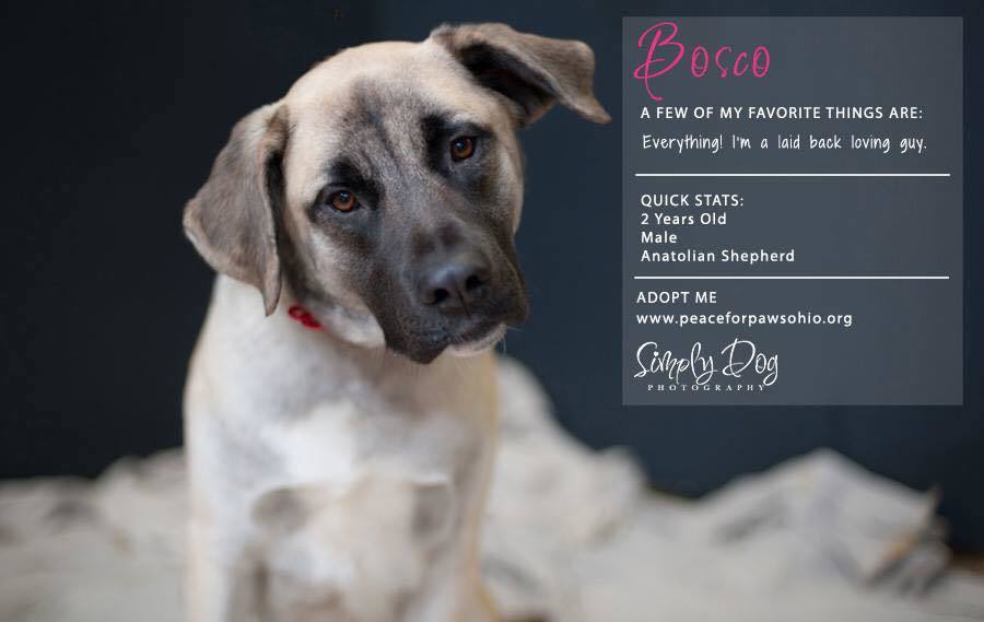 Bosco detail page