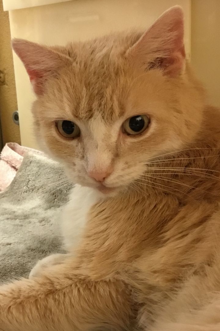 Cat For Adoption Ginger A Domestic Medium Hair In Catonsville
