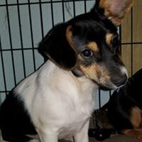 Dog For Adoption Sammy A Dachshund Jack Russell Terrier Mix