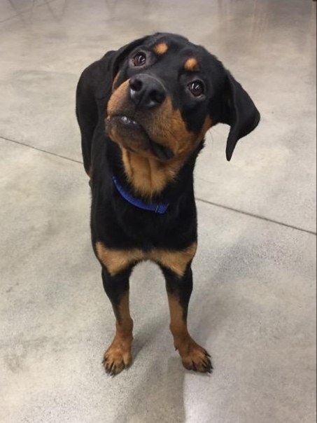 63+ Rottweiler Doberman Mix Puppies