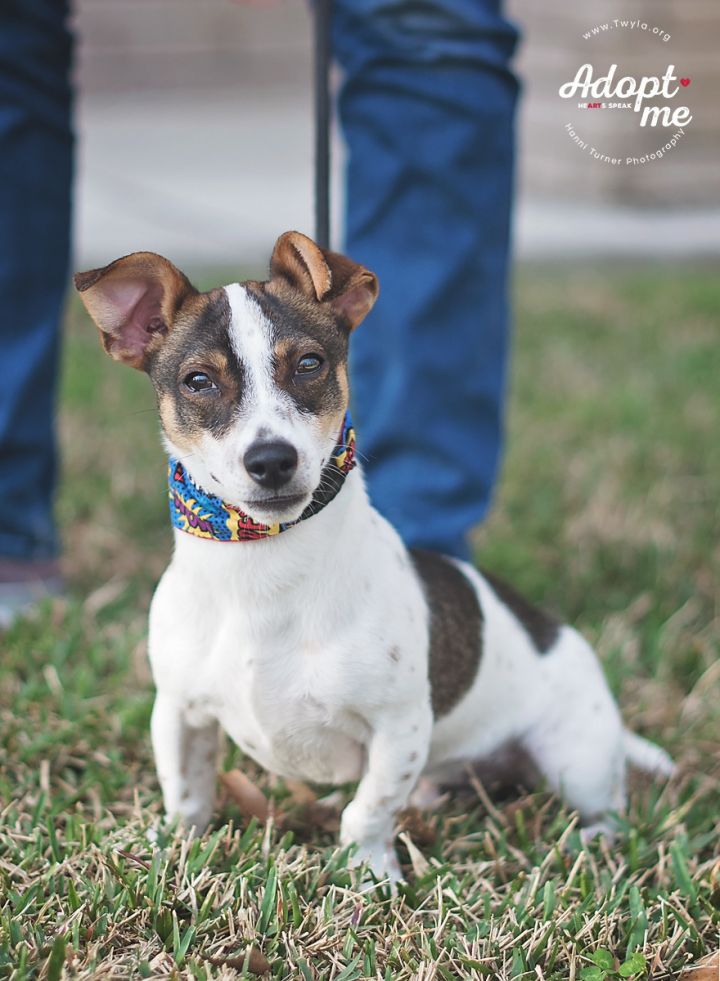 Leon, an adopted Parson Russell Terrier & Dachshund Mix in Kingwood, TX_image-5
