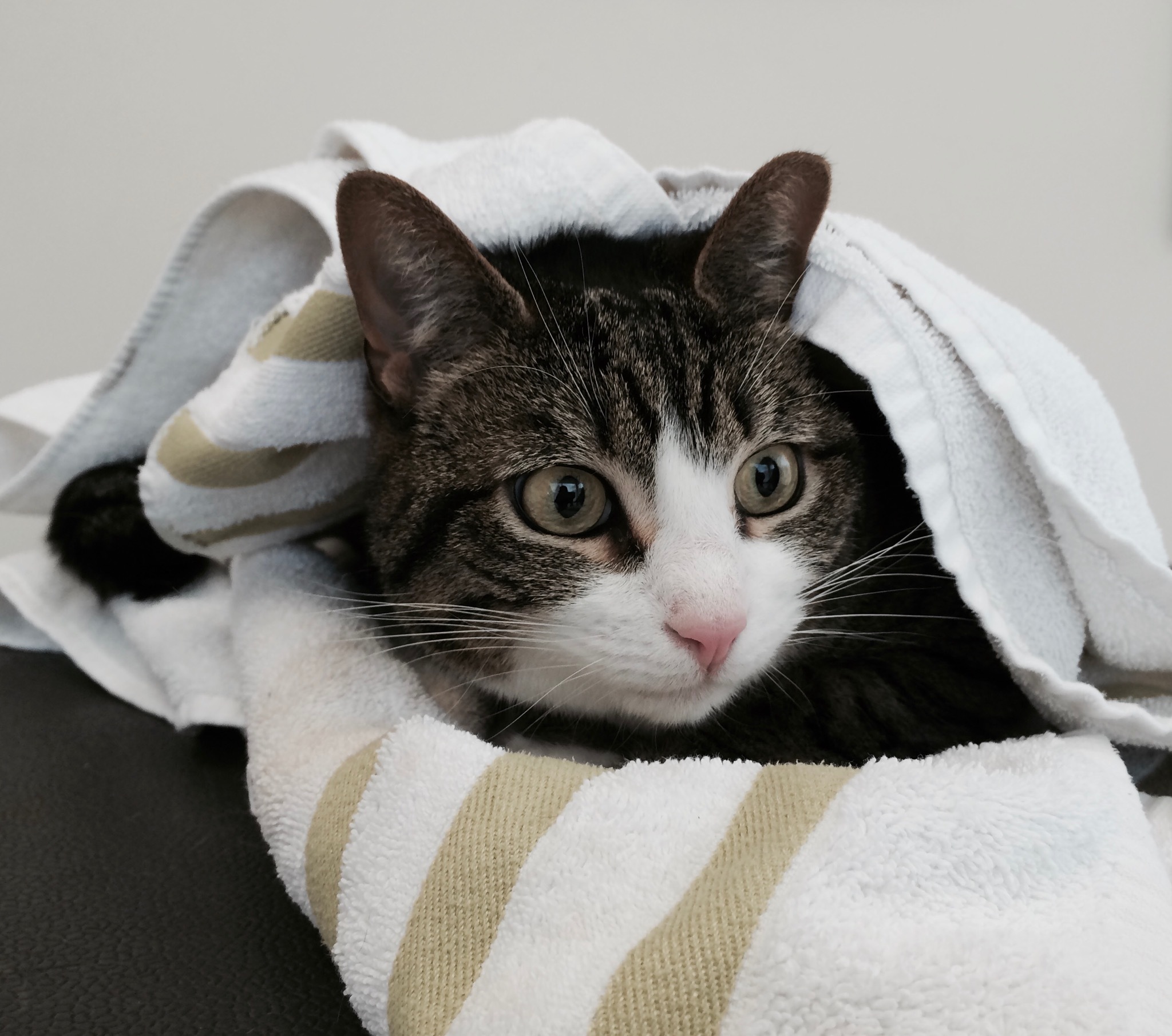 Abby, an adoptable Tabby in North Haledon, NJ, 07508 | Photo Image 6