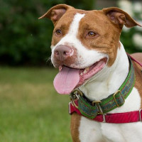 Greta, an adoptable Pit Bull Terrier, Hound in North Haledon, NJ, 07508 | Photo Image 2