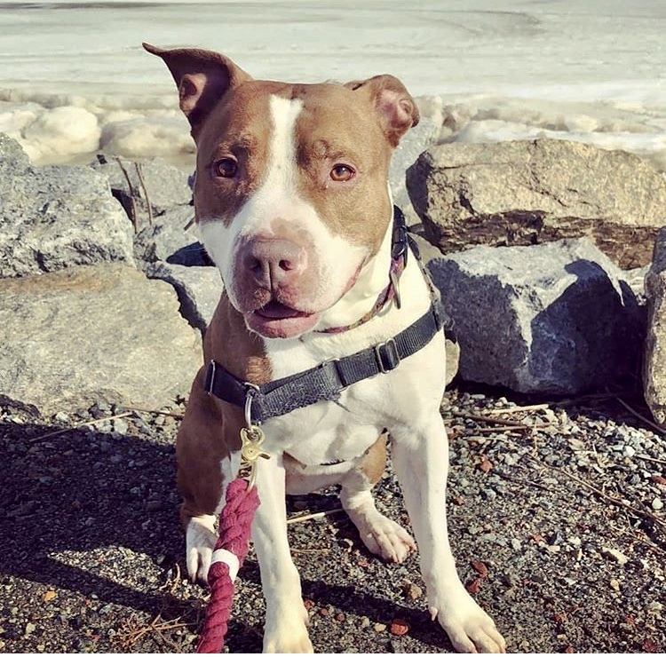 Greta, an adoptable Pit Bull Terrier in North Haledon, NJ, 07508 | Photo Image 4