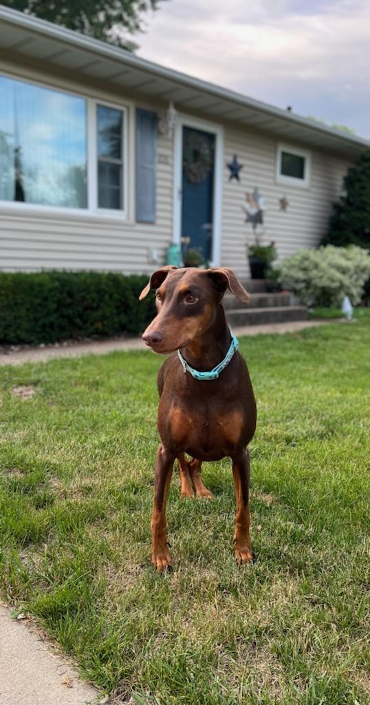 Reina - Forever Foster, an adoptable Doberman Pinscher in Minneapolis, MN, 55403 | Photo Image 1