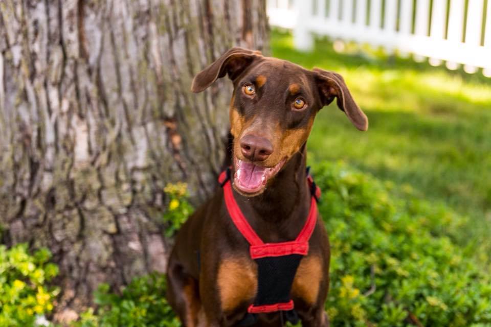 Reina - Forever Foster, an adoptable Doberman Pinscher in Minneapolis, MN, 55403 | Photo Image 3