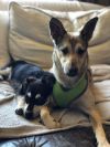 Adopt a Shetland Sheepdog | Dog Breeds | Petfinder