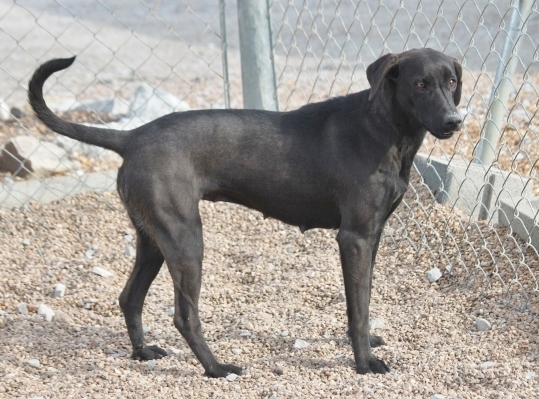 Elara Moon, an adoptable Labrador Retriever, Hound in Wynne, AR, 72396 | Photo Image 2