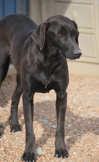 Elara Moon, an adoptable Labrador Retriever, Hound in Wynne, AR, 72396 | Photo Image 3