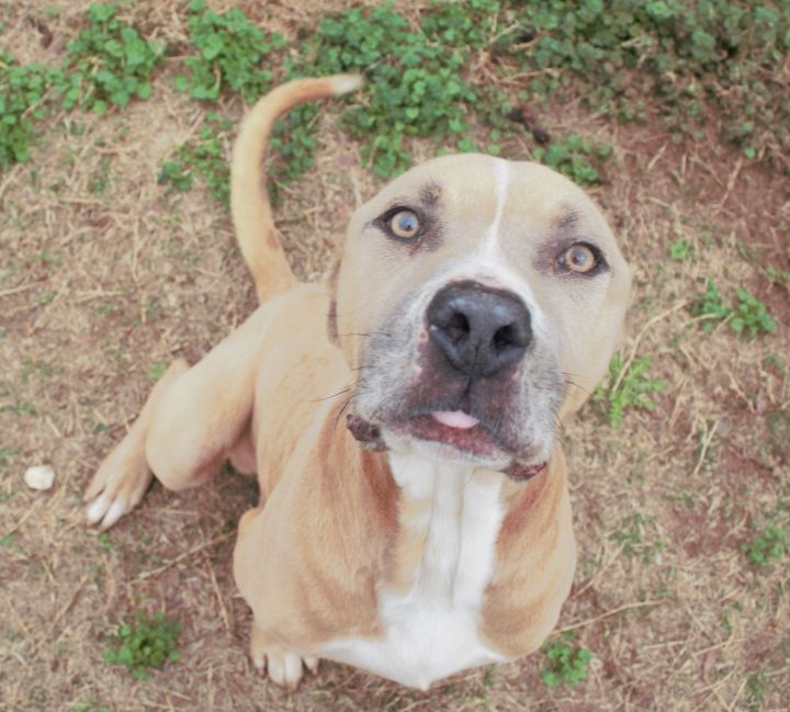 Dog For Adoption Caleb A Staffordshire Bull Terrier Labrador Retriever Mix In Lytle Tx Petfinder