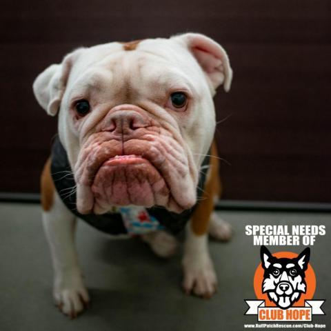 Brody, an adoptable English Bulldog in West Jordan, UT, 84084 | Photo Image 1