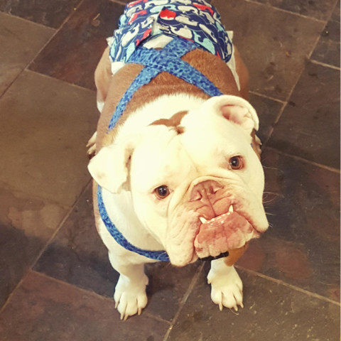 Brody, an adoptable English Bulldog in West Jordan, UT, 84084 | Photo Image 2