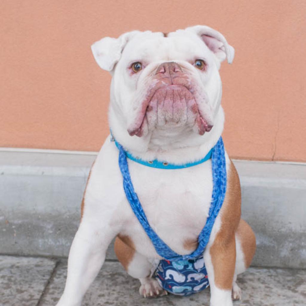 Brody, an adoptable English Bulldog in West Jordan, UT, 84084 | Photo Image 2