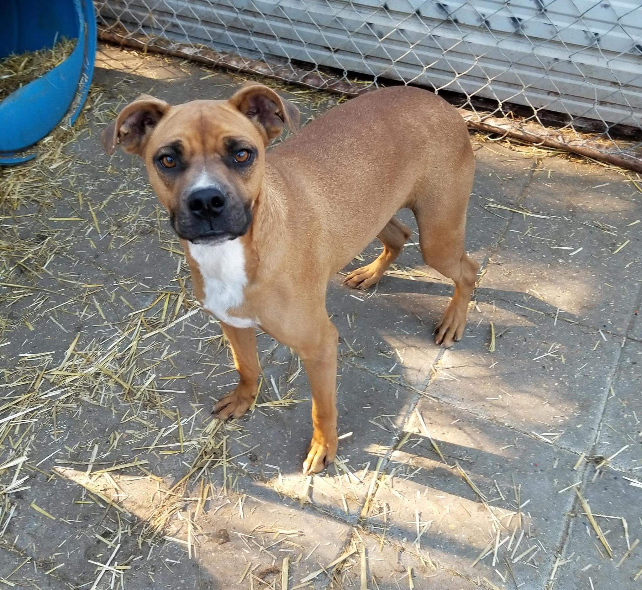 Chip, an adoptable Boxer in Boaz, AL, 35957 | Photo Image 1