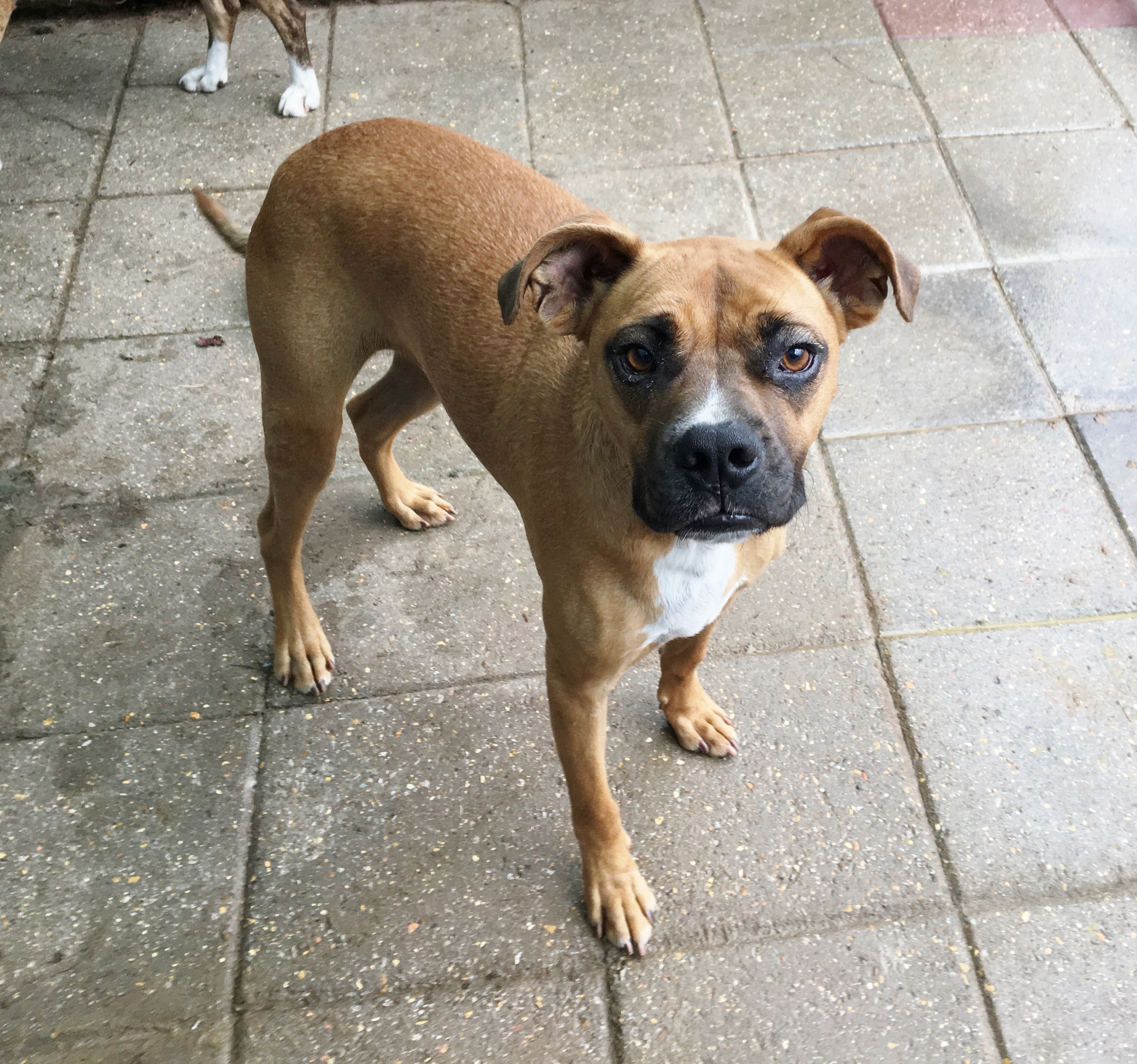 Chip, an adoptable Boxer in Boaz, AL, 35957 | Photo Image 2