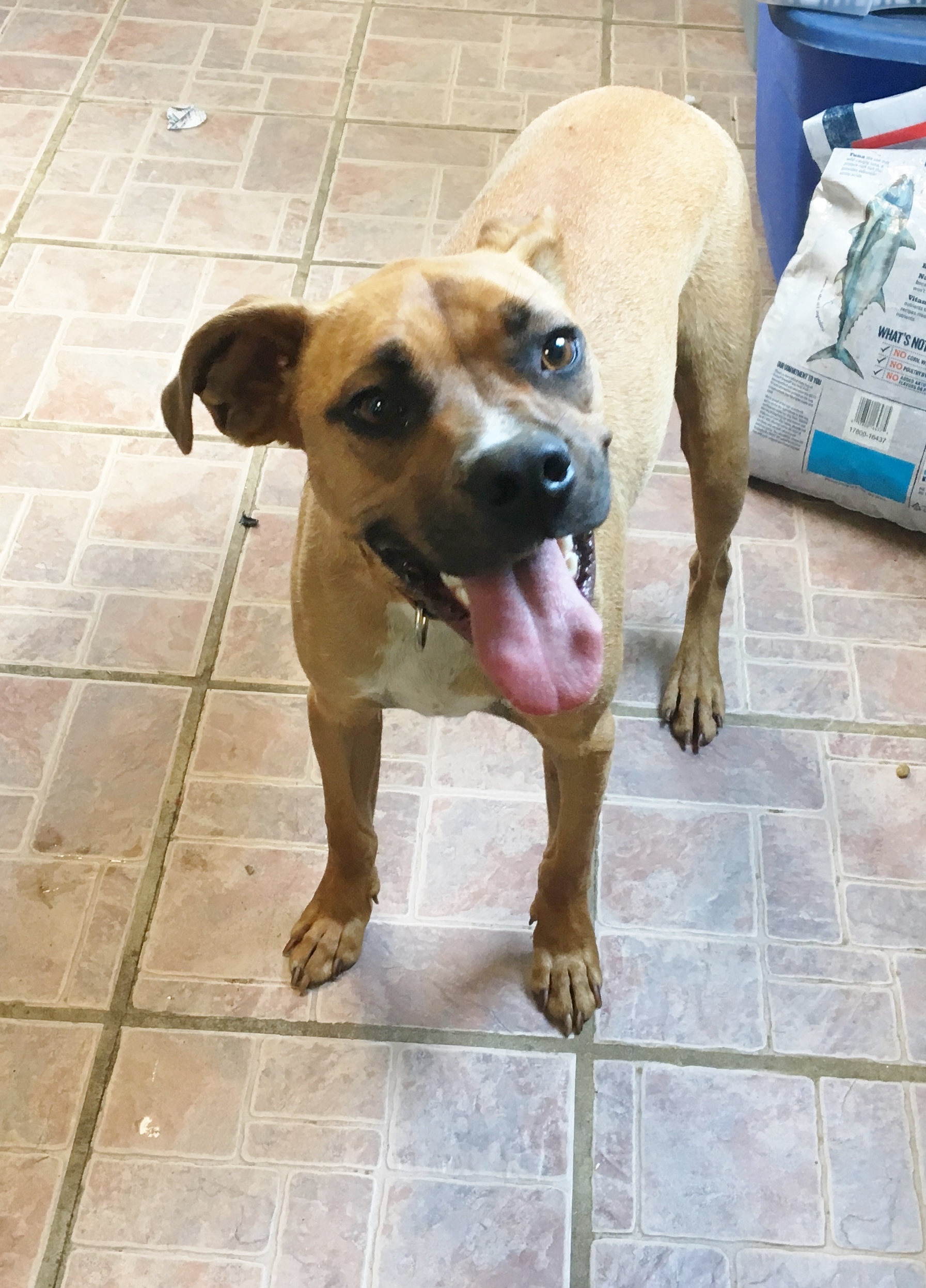 Chip, an adoptable Boxer in Boaz, AL, 35957 | Photo Image 3