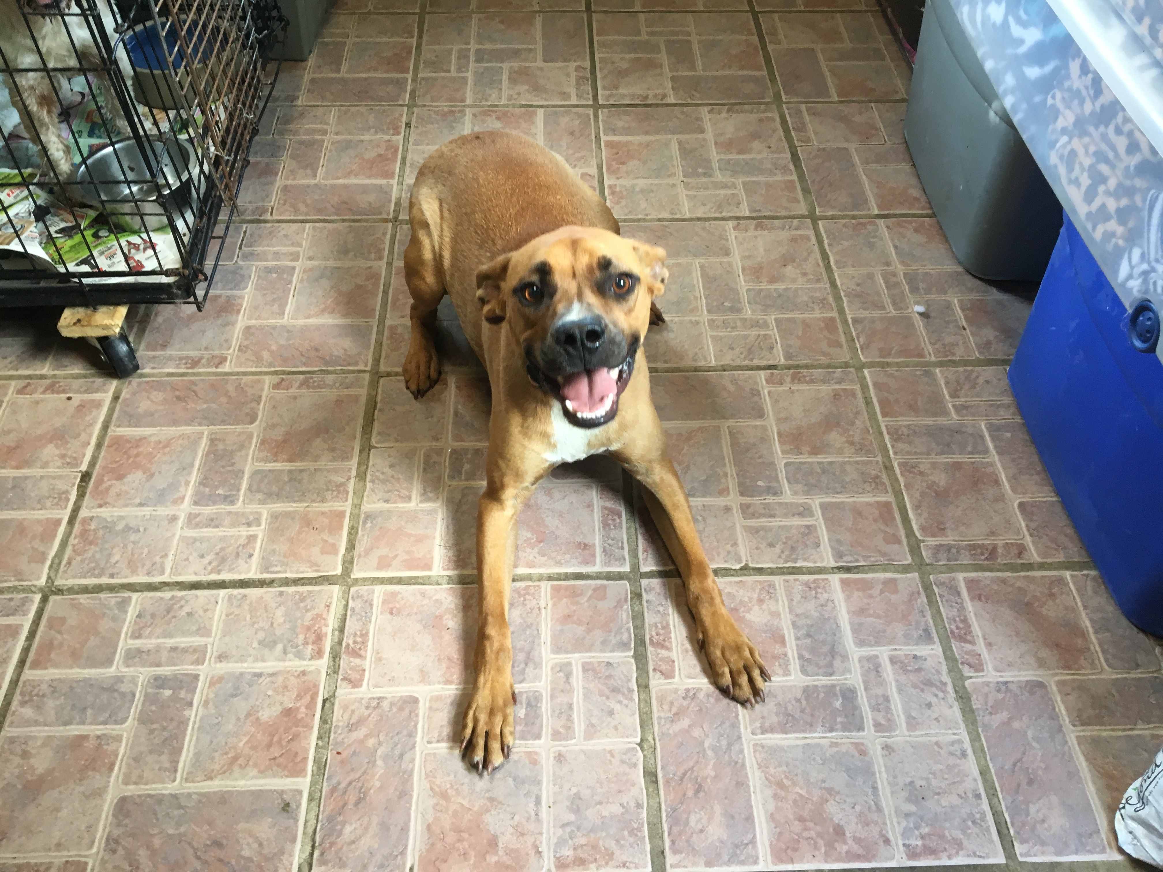 Chip, an adoptable Boxer in Boaz, AL, 35957 | Photo Image 4