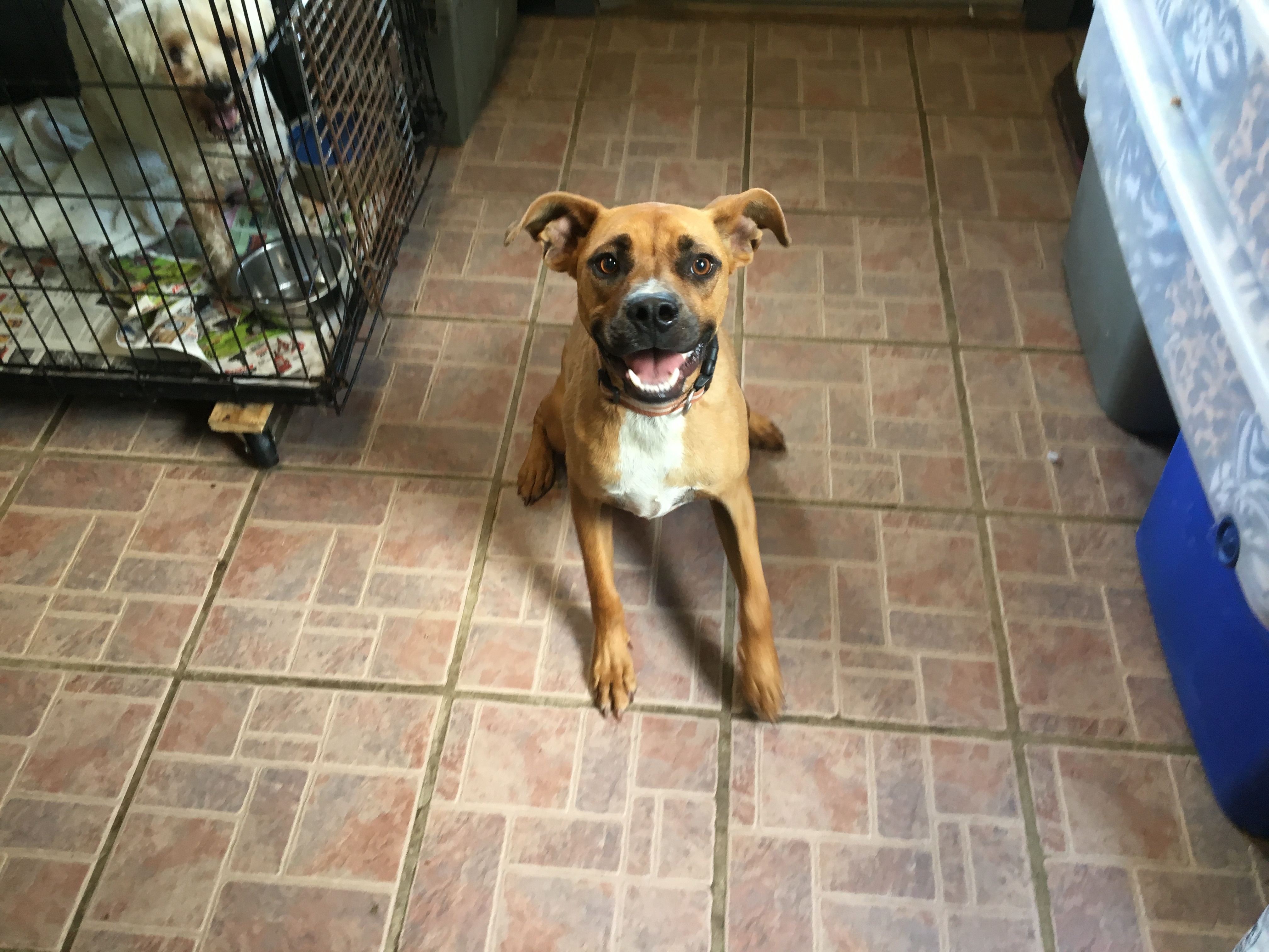 Chip, an adoptable Boxer in Boaz, AL, 35957 | Photo Image 5