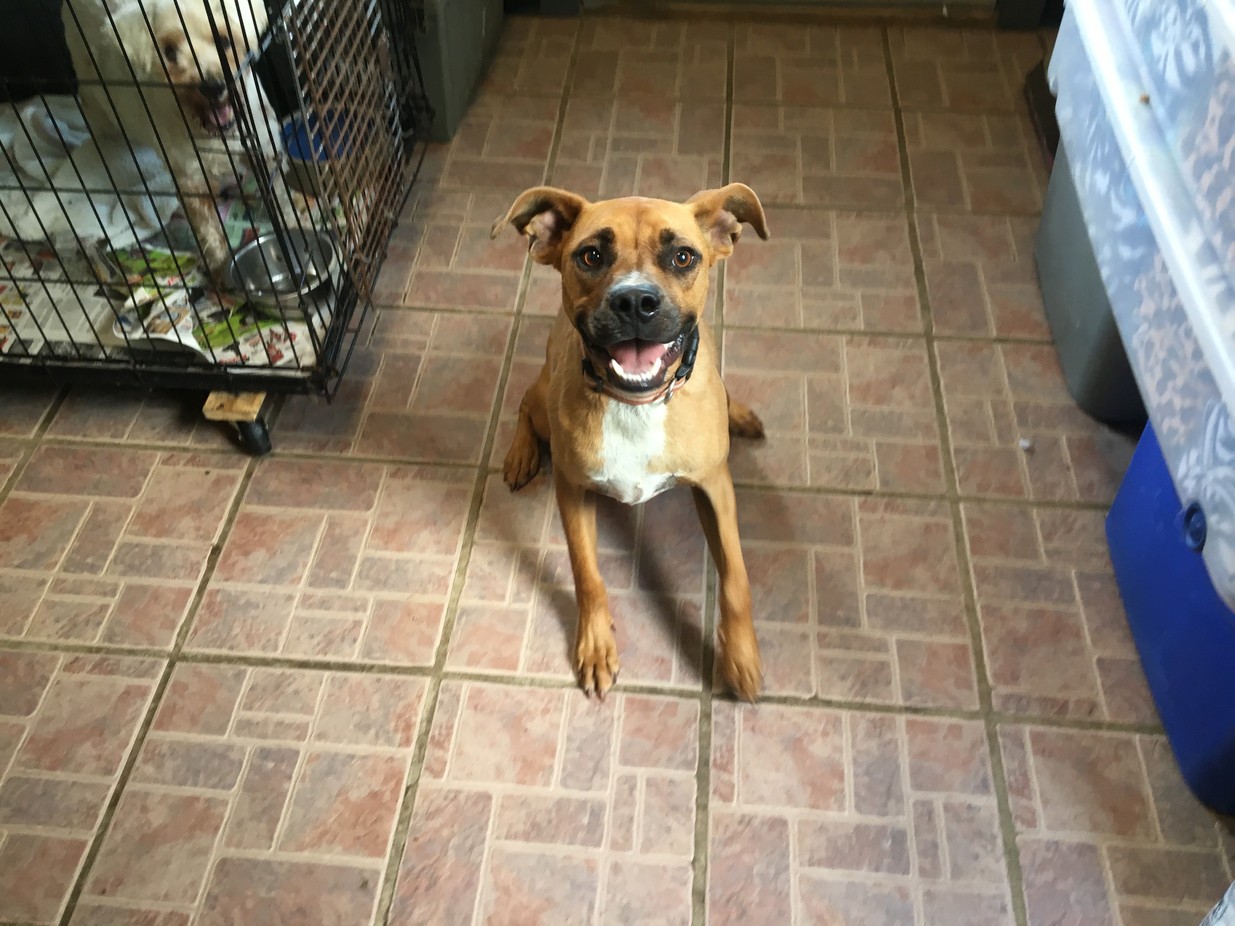 Chip, an adoptable Boxer in Boaz, AL, 35957 | Photo Image 5