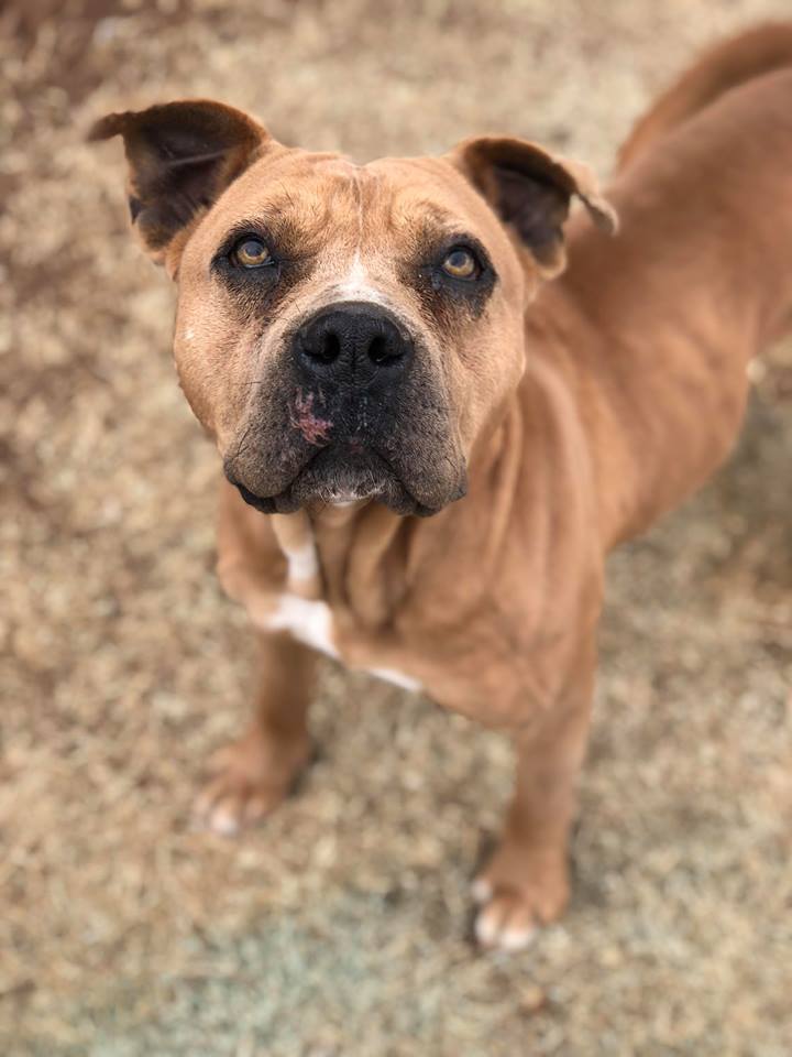 Talulah, an adoptable Staffordshire Bull Terrier in Newcastle, OK, 73065 | Photo Image 1