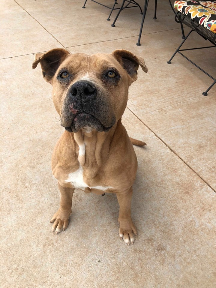 Talulah, an adoptable Staffordshire Bull Terrier in Newcastle, OK, 73065 | Photo Image 3