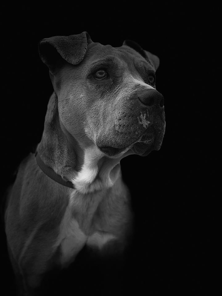 Talulah, an adoptable Staffordshire Bull Terrier in Newcastle, OK, 73065 | Photo Image 5