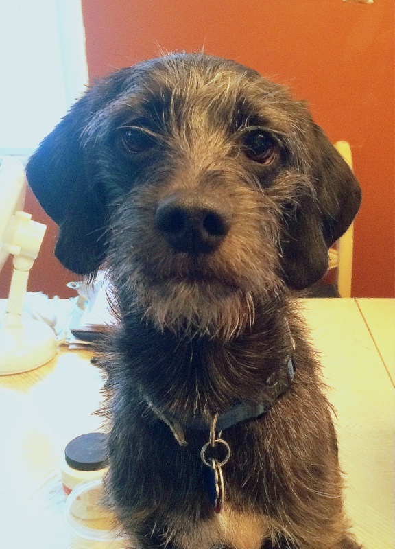 Charlie, an adoptable Terrier, Wirehaired Terrier in Staten Island, NY, 10302 | Photo Image 1