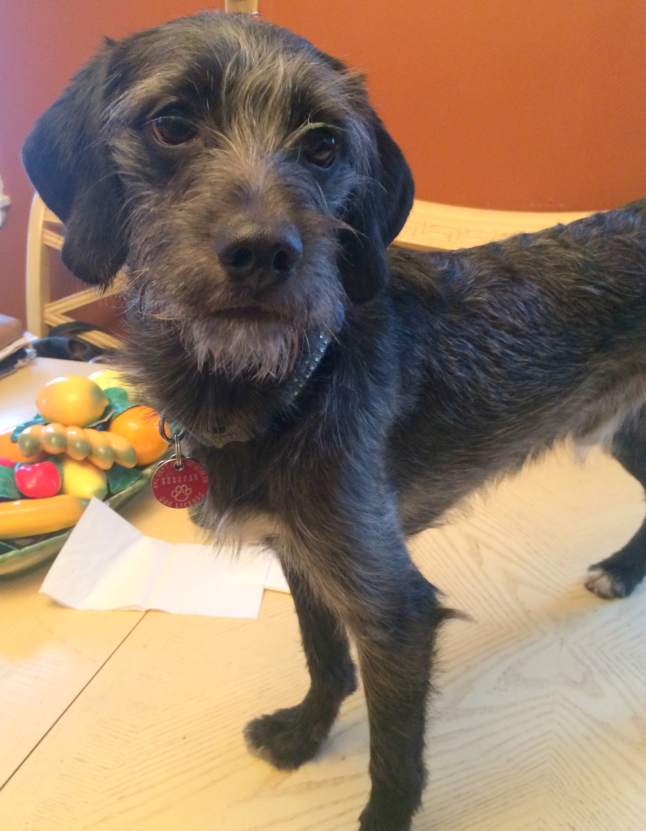 Charlie, an adoptable Terrier, Wirehaired Terrier in Staten Island, NY, 10302 | Photo Image 2