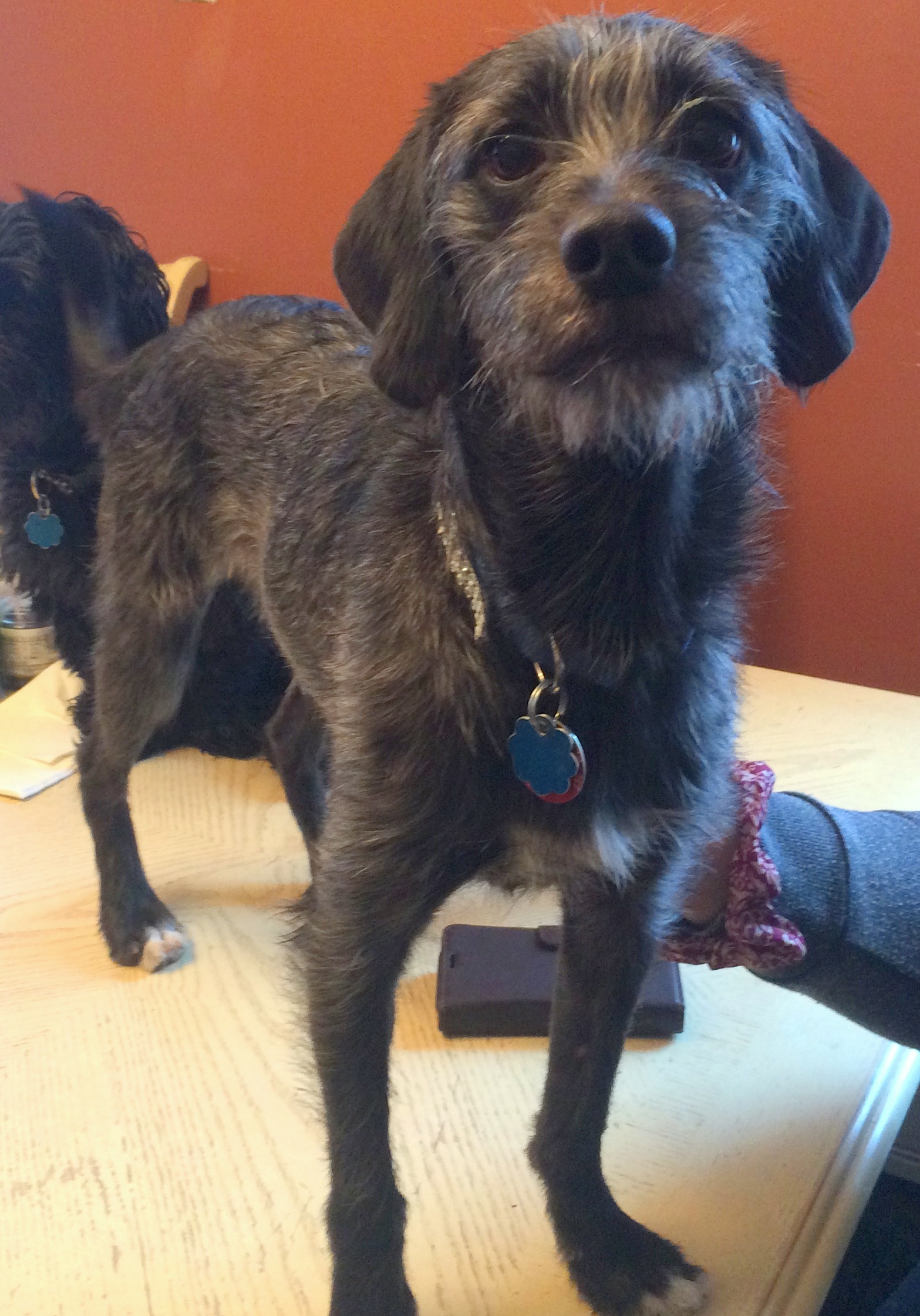 Charlie, an adoptable Terrier, Wirehaired Terrier in Staten Island, NY, 10302 | Photo Image 3